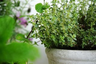 How to grow thyme