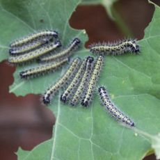 Several caterpillars on a chewed up leaf