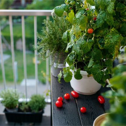 Growing tomatoes in a small balcony garden 