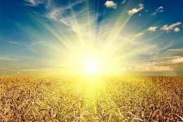 crops, farming, wheat