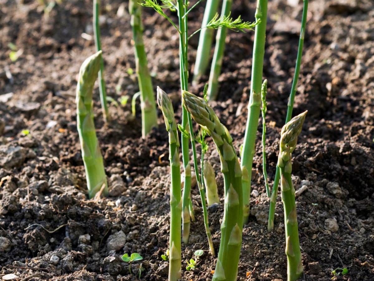 Propagating Asparagus Plants - Growing Asparagus From Seeds Or Division ...