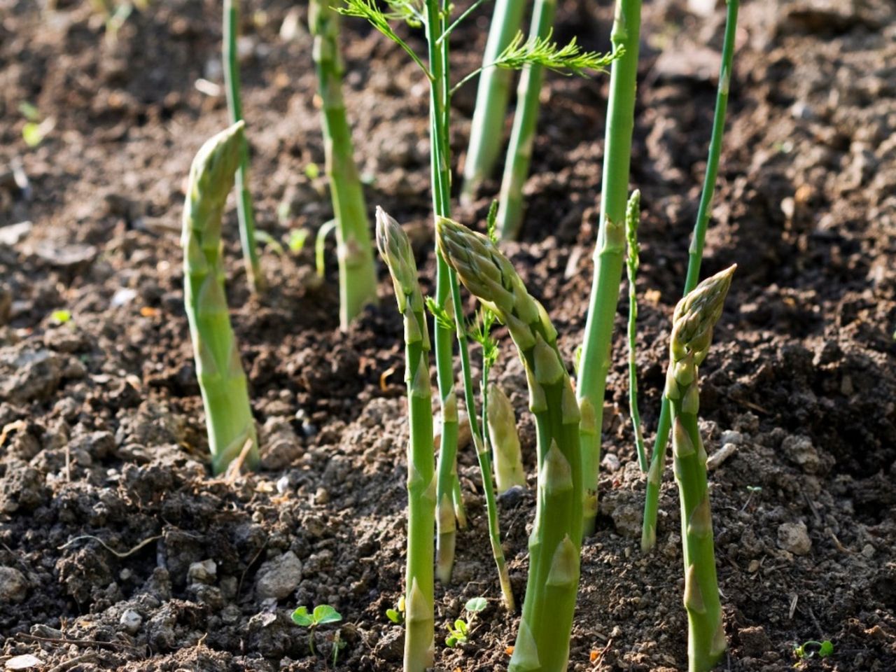 Asparagus Plants In The Garden