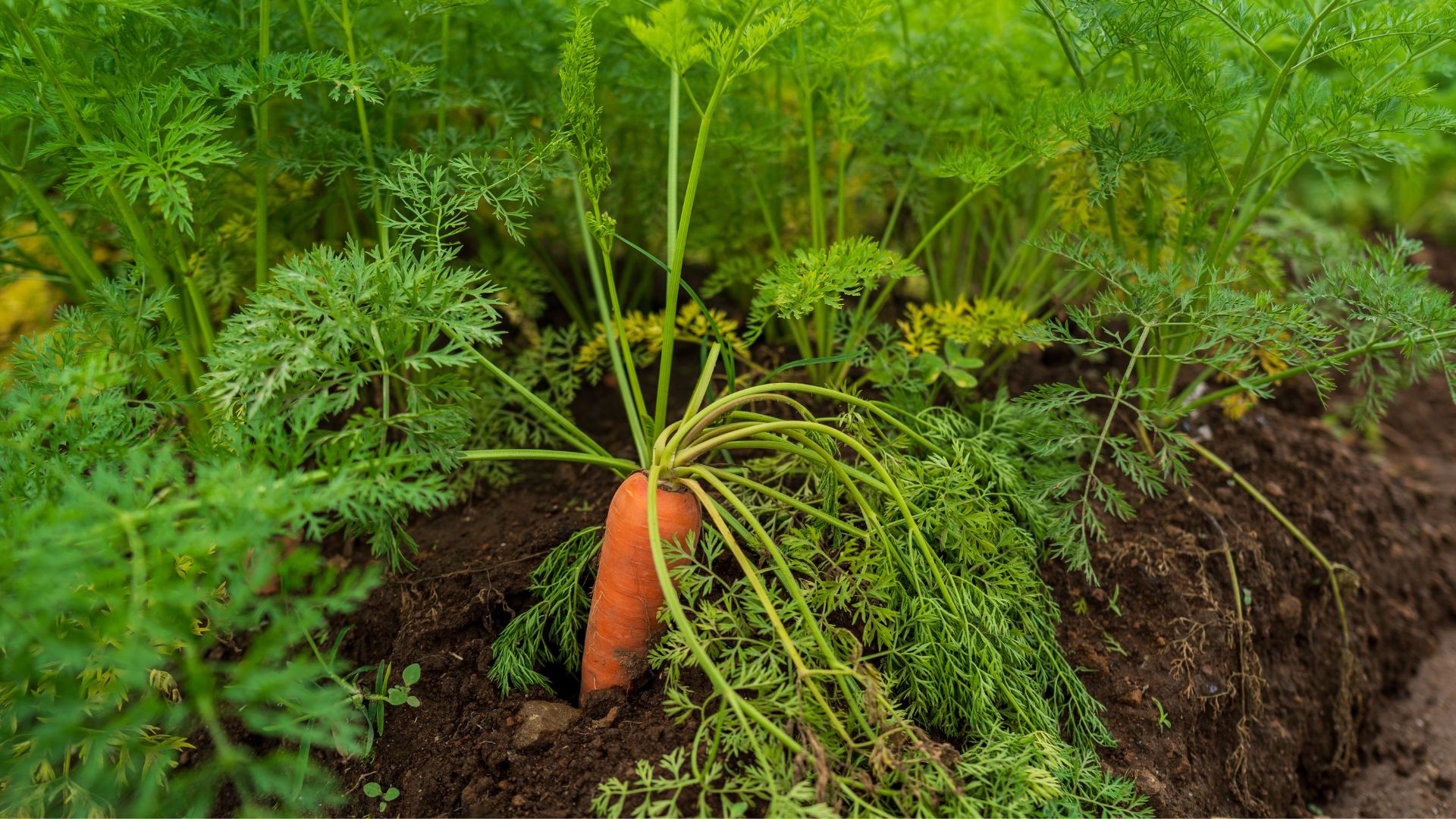 picture of carrots growing in ground