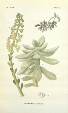 Art Drawings Of Cremnophila