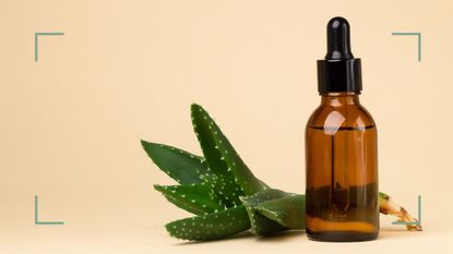 Aloe vera leaf and bottle on cream background