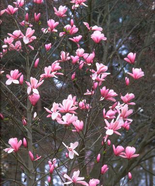 pink magnolia tree in bloom