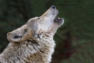 wolf-howl