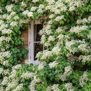 White Flowering Petiolaris Climbing Hydrangea