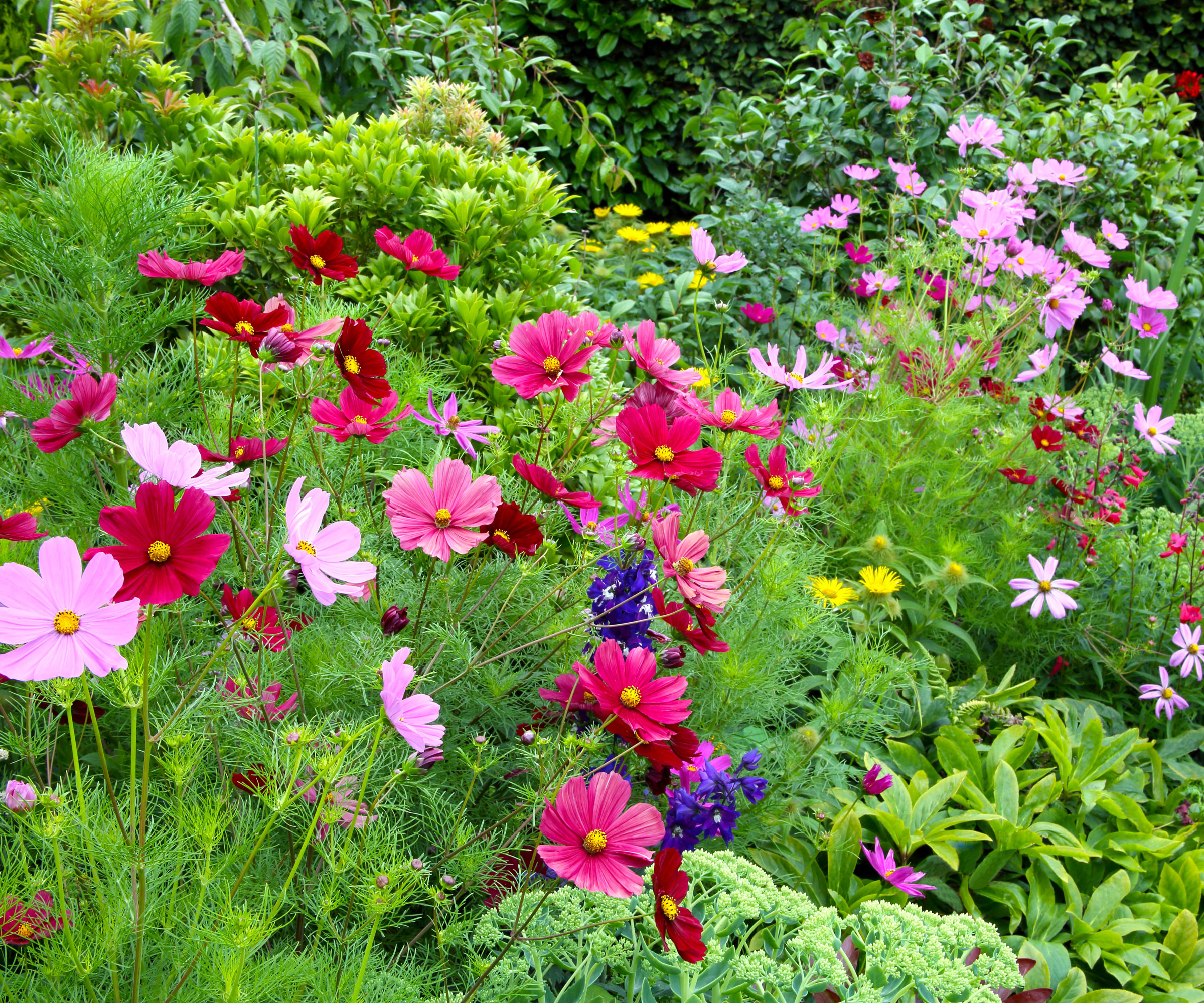 various pink cosmos flowers in mixed garden border