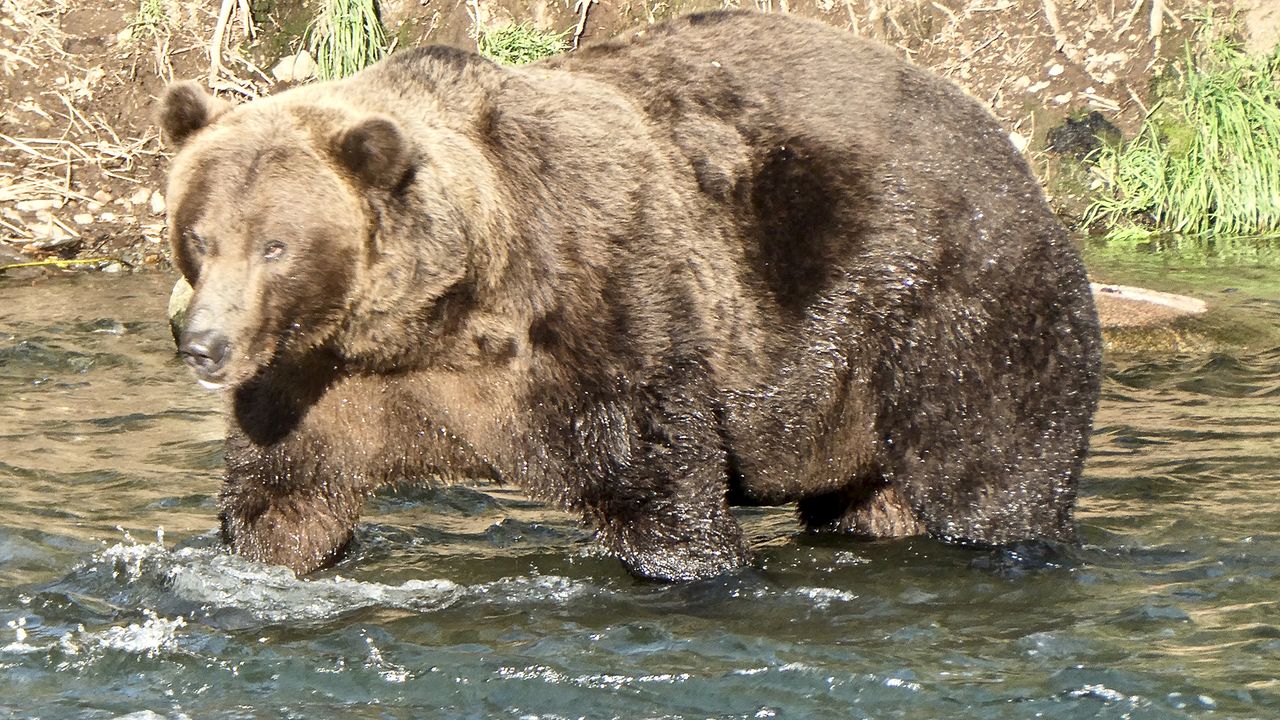 Bear 812, with dark brown fur, standing in the river.