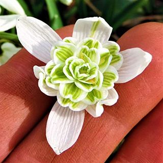 Galanthus 'double Snowdrop' 