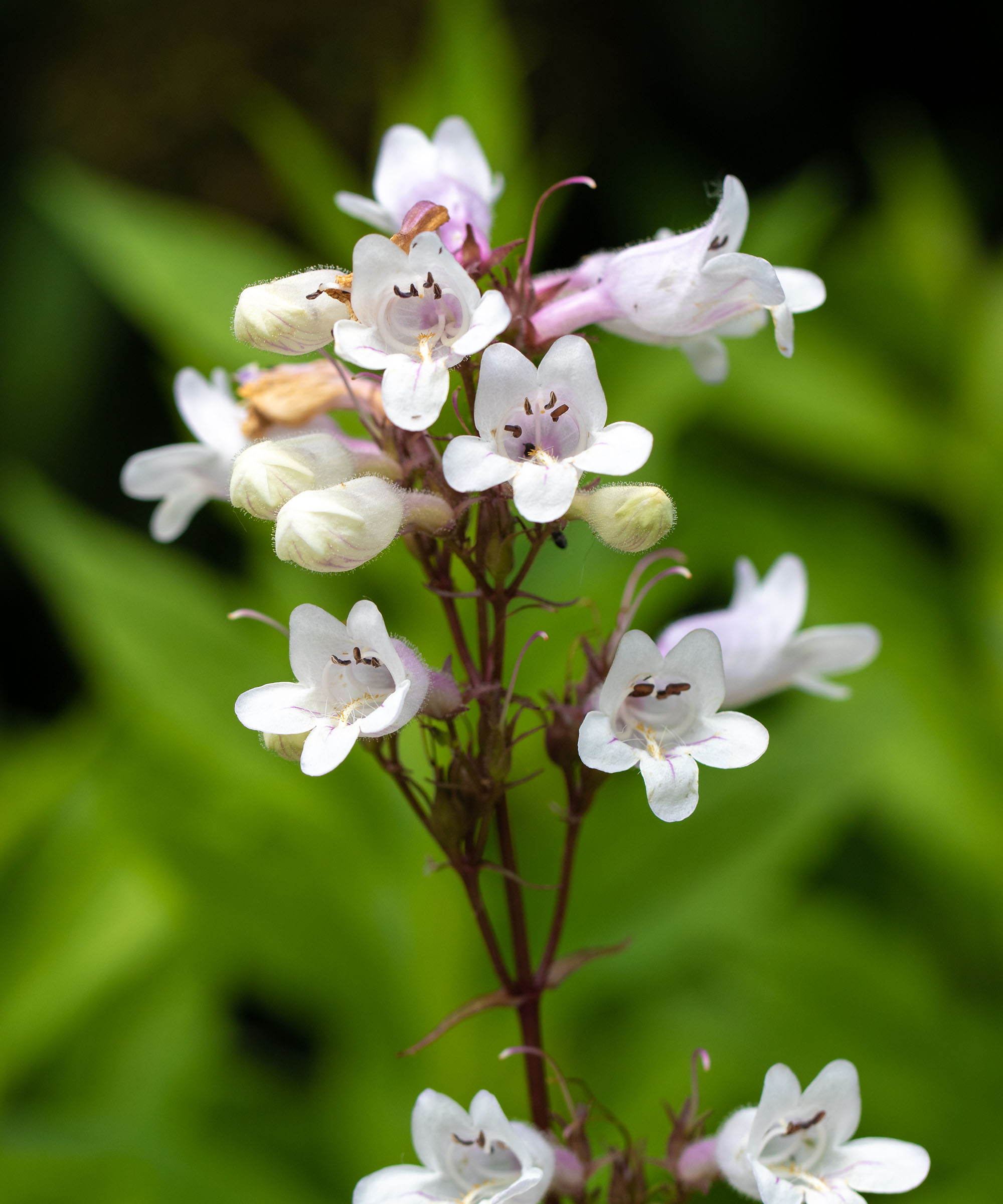 Foxglove beardtongue in focus