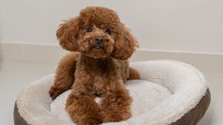 ginger toy poodle lying on a plush bed