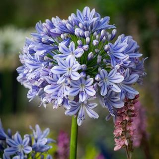 Close up image of lilac agapanthus flower head with flowers behind it