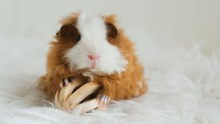 Guinea pig playing with a toy