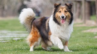 Shetland Sheepdog on grass