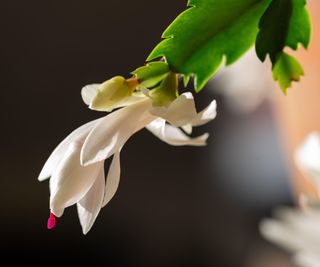A close up of a white flower on a Christmas cactus plant