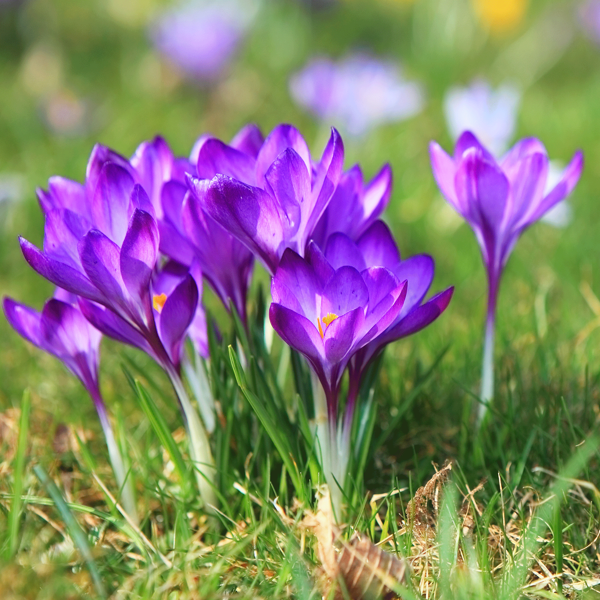 Purple crocus in lawn