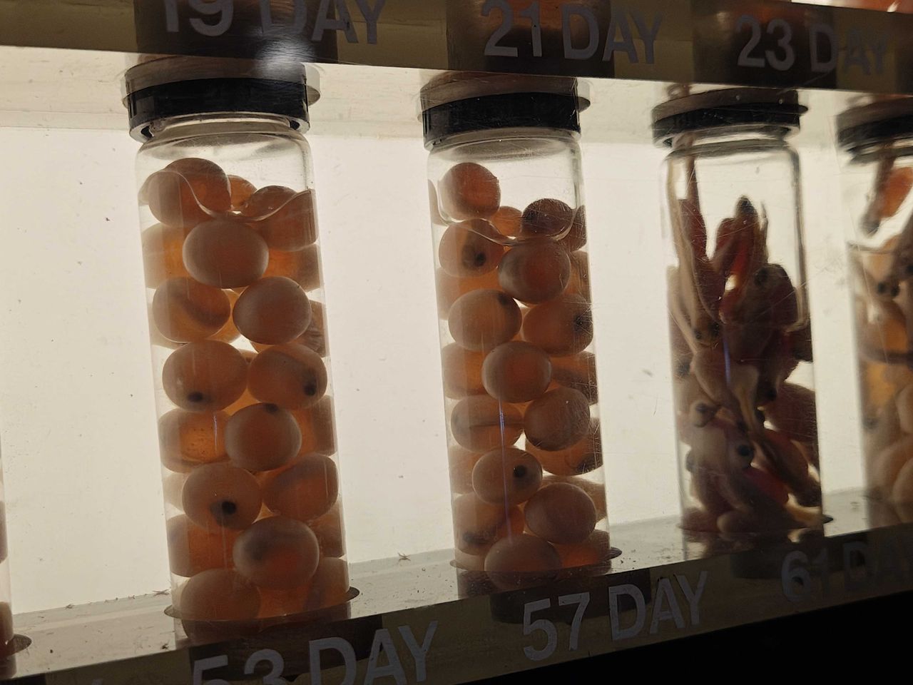 Fish eggs at different stages