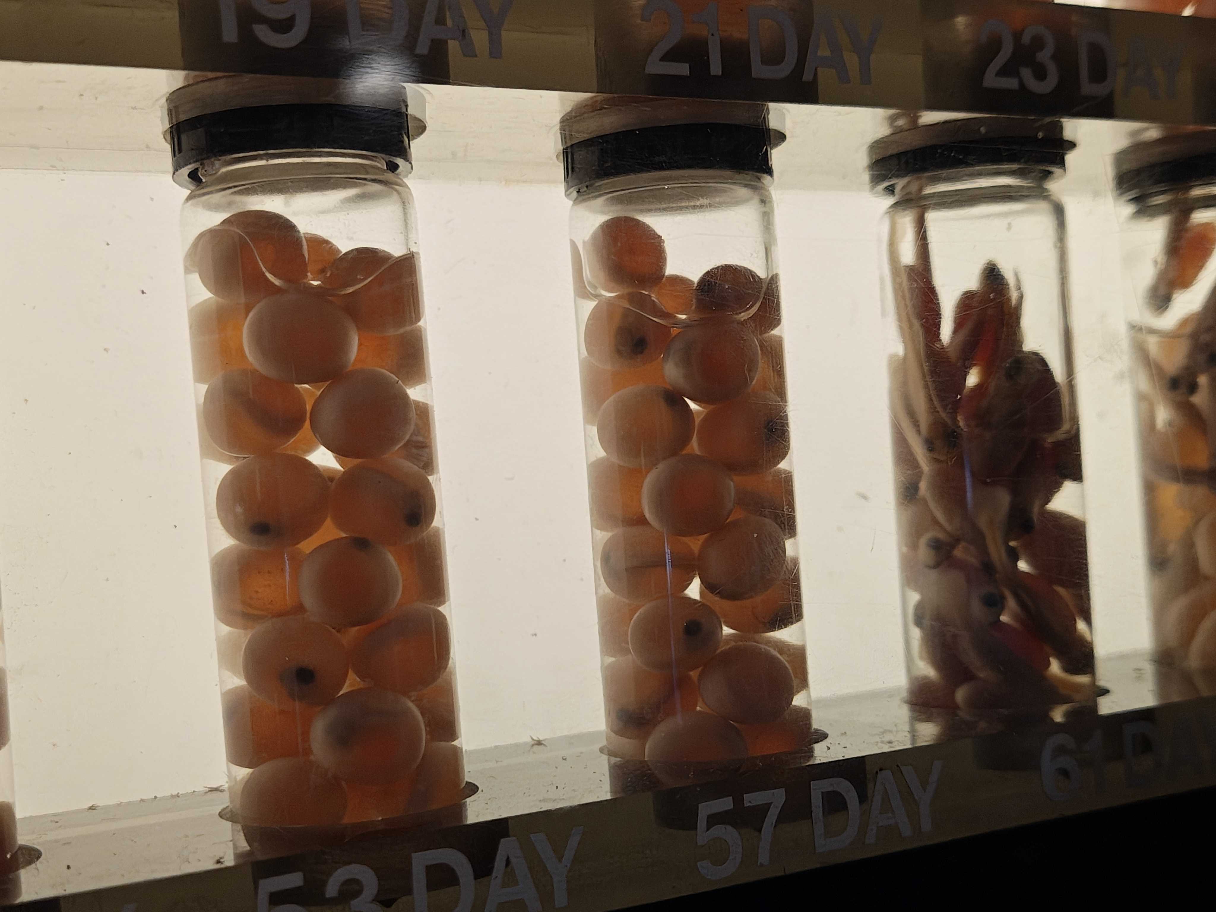 Fish eggs at different stages