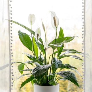 A potted peace lily plant