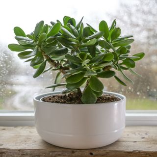 A money plant sat by a window on the wooden shelf of a shed