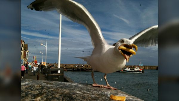 The photo of a fry-snatching gull, captured in 2011 by photographer Hannah Huxford, quickly went viral and is now featured in a Google billboard campaign.