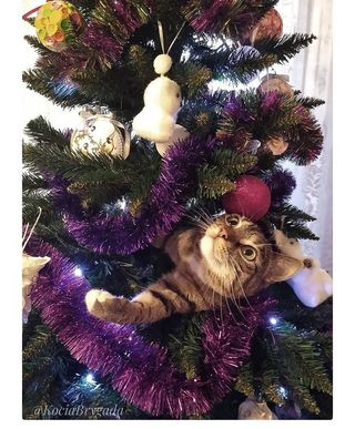 cat in Christmas tree