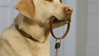 Labrador retriever holding key