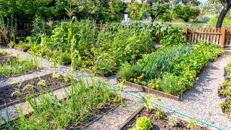 A vegetable garden with beds between a gravel path filled with crops