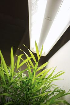 Indoor Grow Lights On Plants