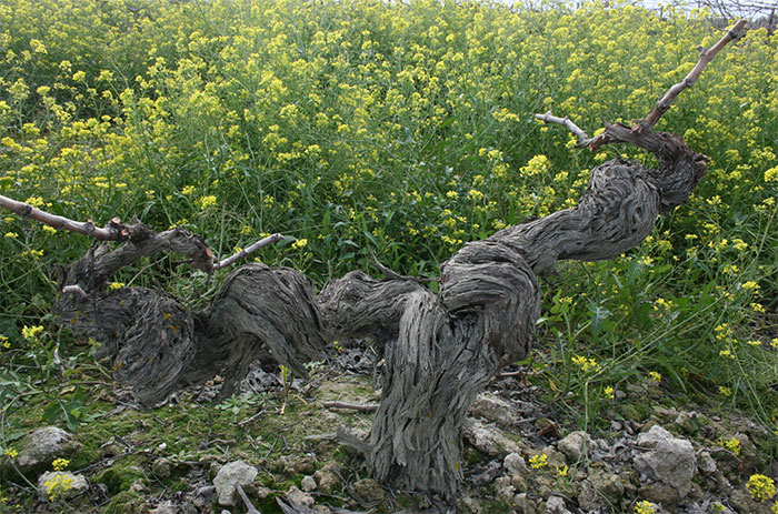 An old palomino vine surrounded by wild mustard plants
