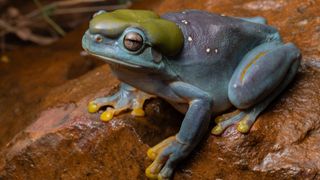 A close-up picture of a mutant frog with blue skin and an olive-green poison gland on its head recently spotted in northern Australia.
