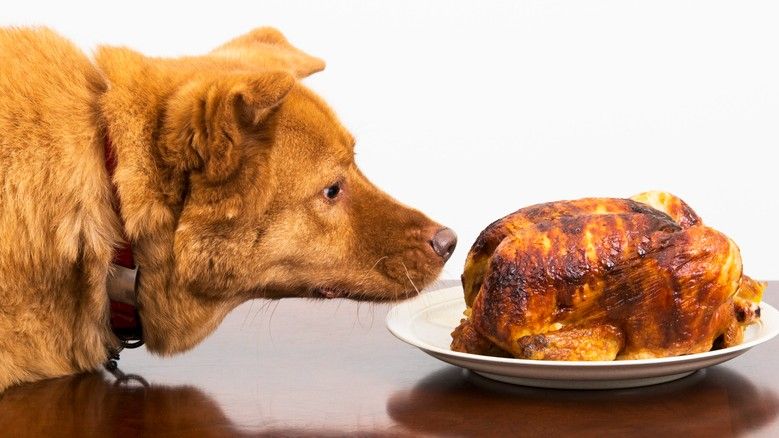 Chicken allergy in dogs: Vet reveals everything you need to know ...