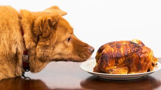 A dog sniffing a roast chicken