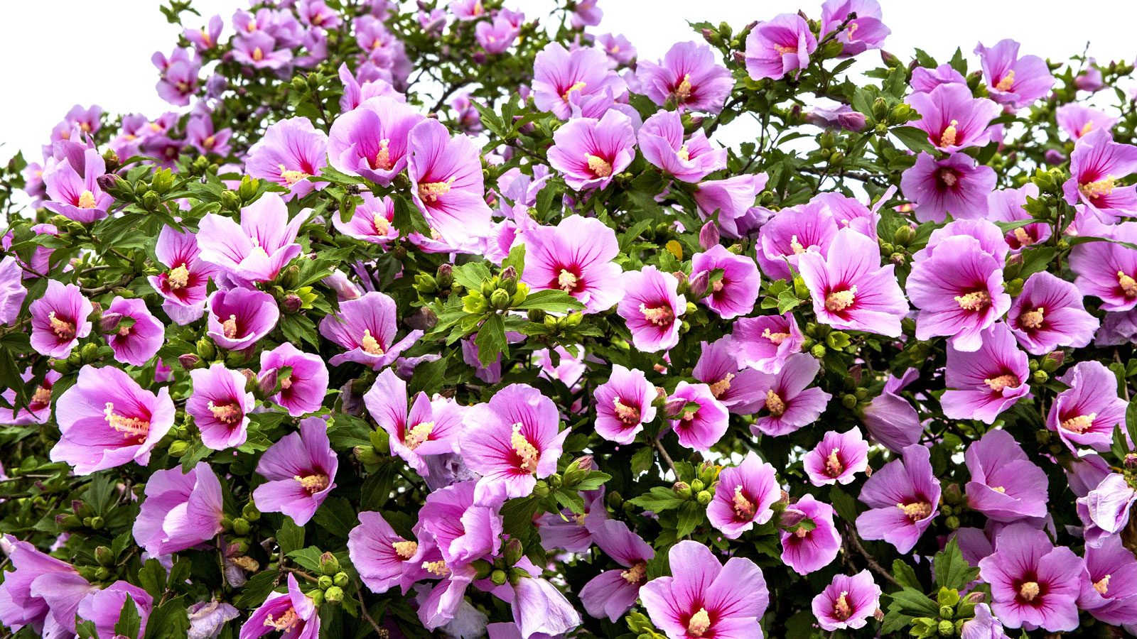 Rose of Sharon shrub in full bloom with pink flowers