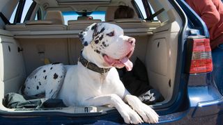 Great Dane dog laying in the car