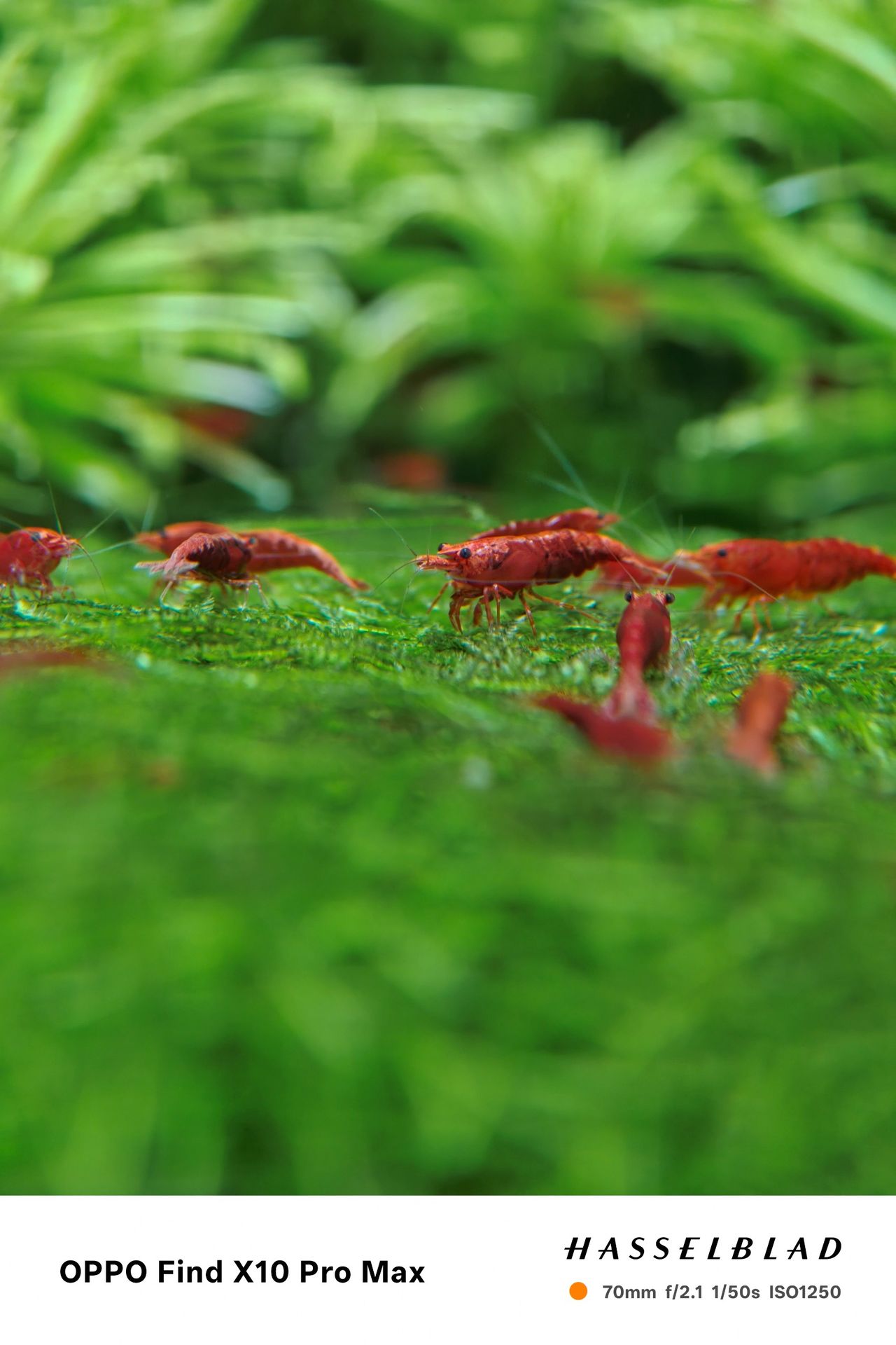 Small red shrimp gathered on bright green aquatic vegetation.