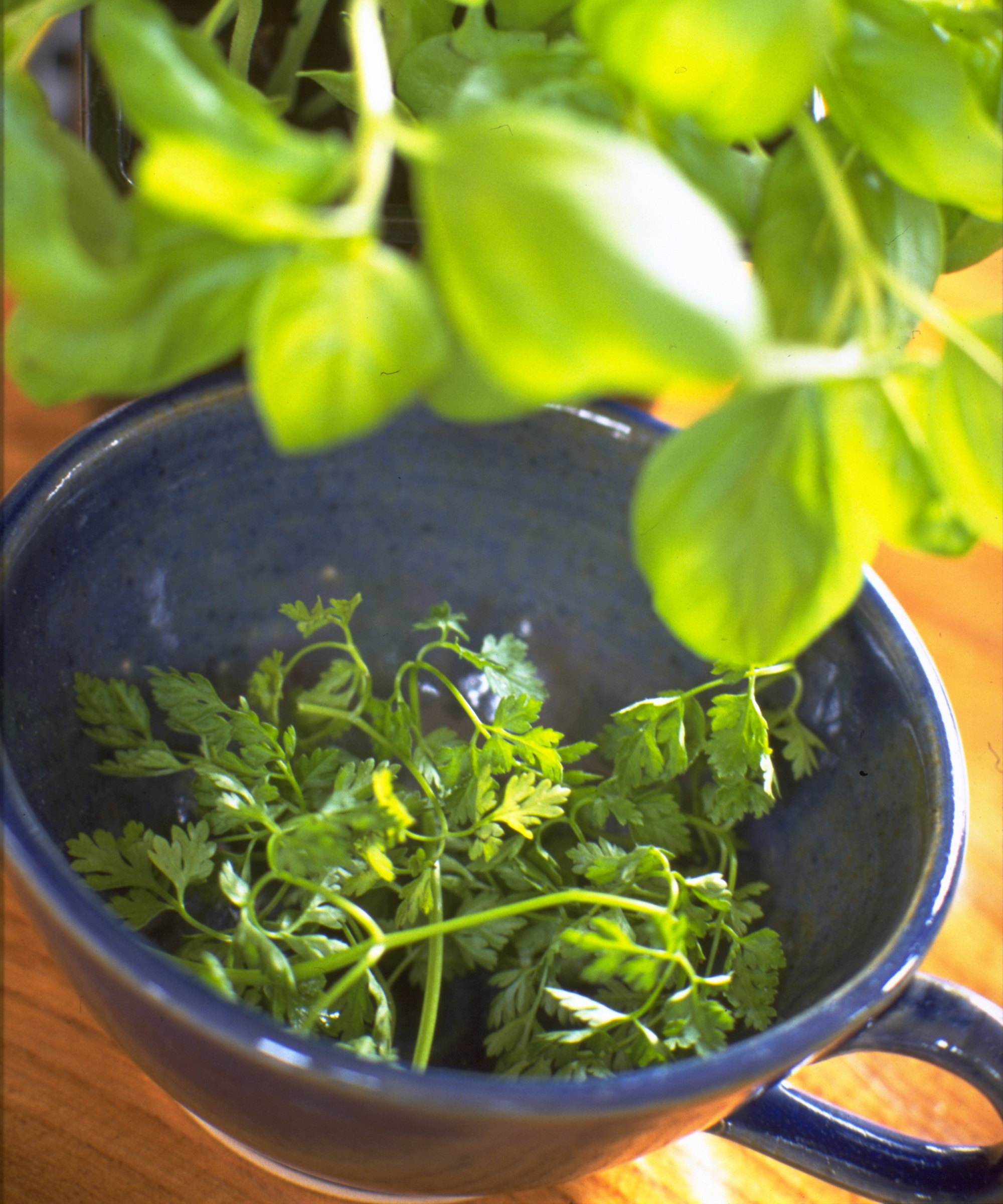 A bowl of fresh-picked chervil with basil in a pot