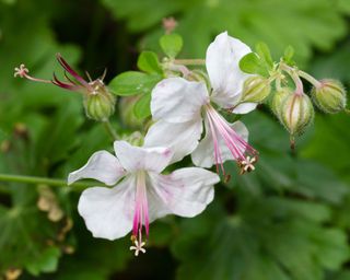 Geranium Album flowers