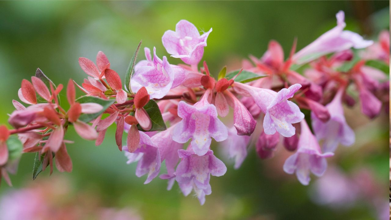 pink abelia