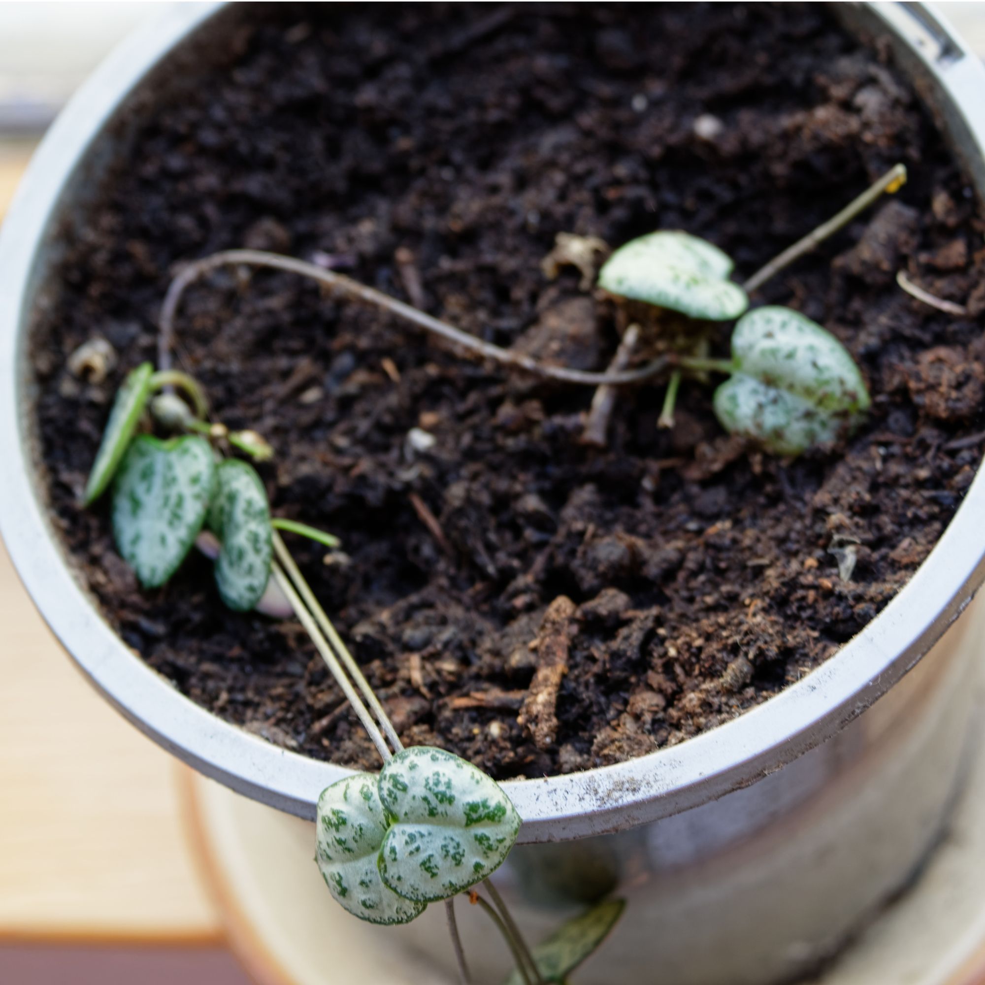 String of hearts houseplant propagation