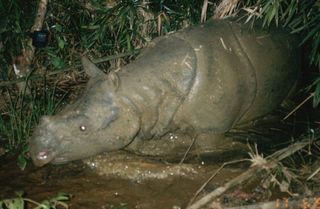 A Javan rhino in Vietnam captured in a camera-trap photo.
