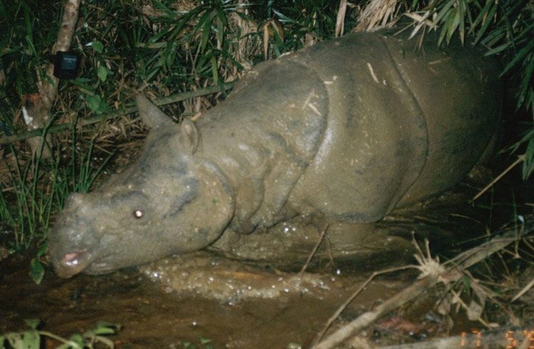 A Javan rhino in Vietnam captured in a camera-trap photo.