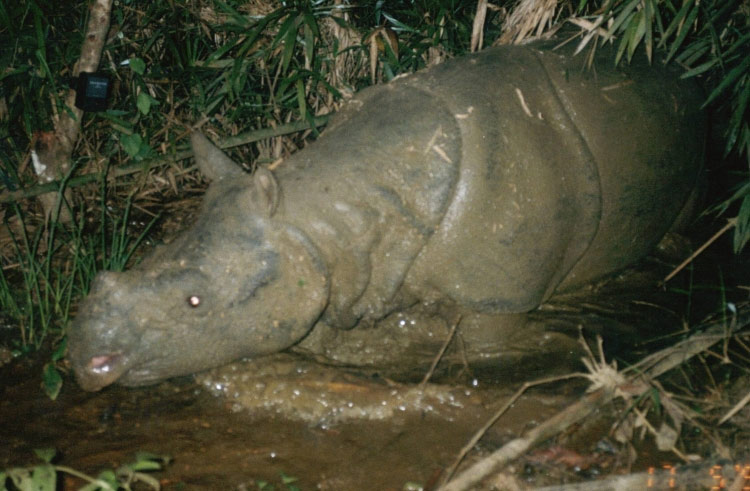 Javan Rhino Officially Extinct In Vietnam | Live Science