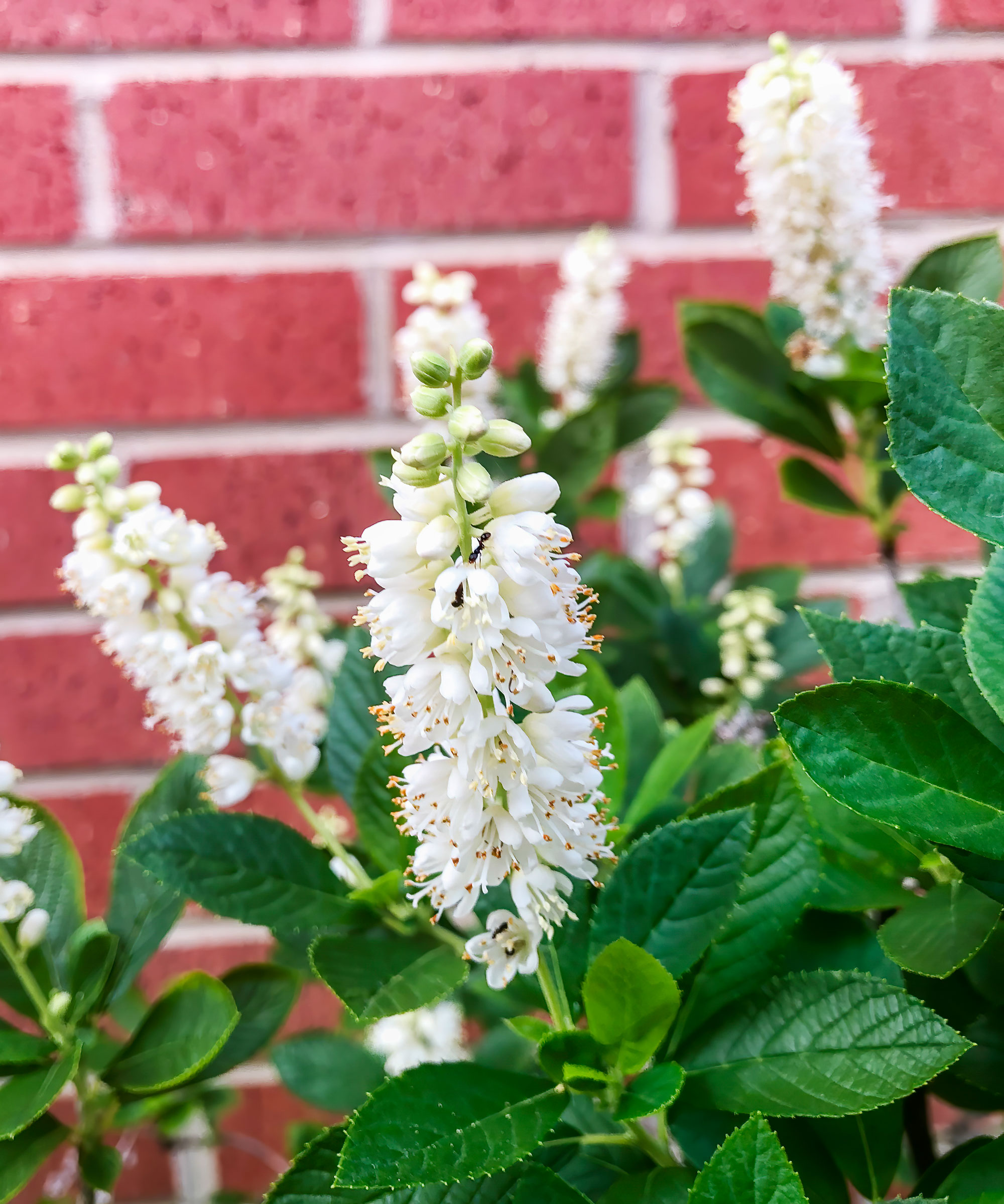 summersweet shrub with bright white flowers against red brick wall