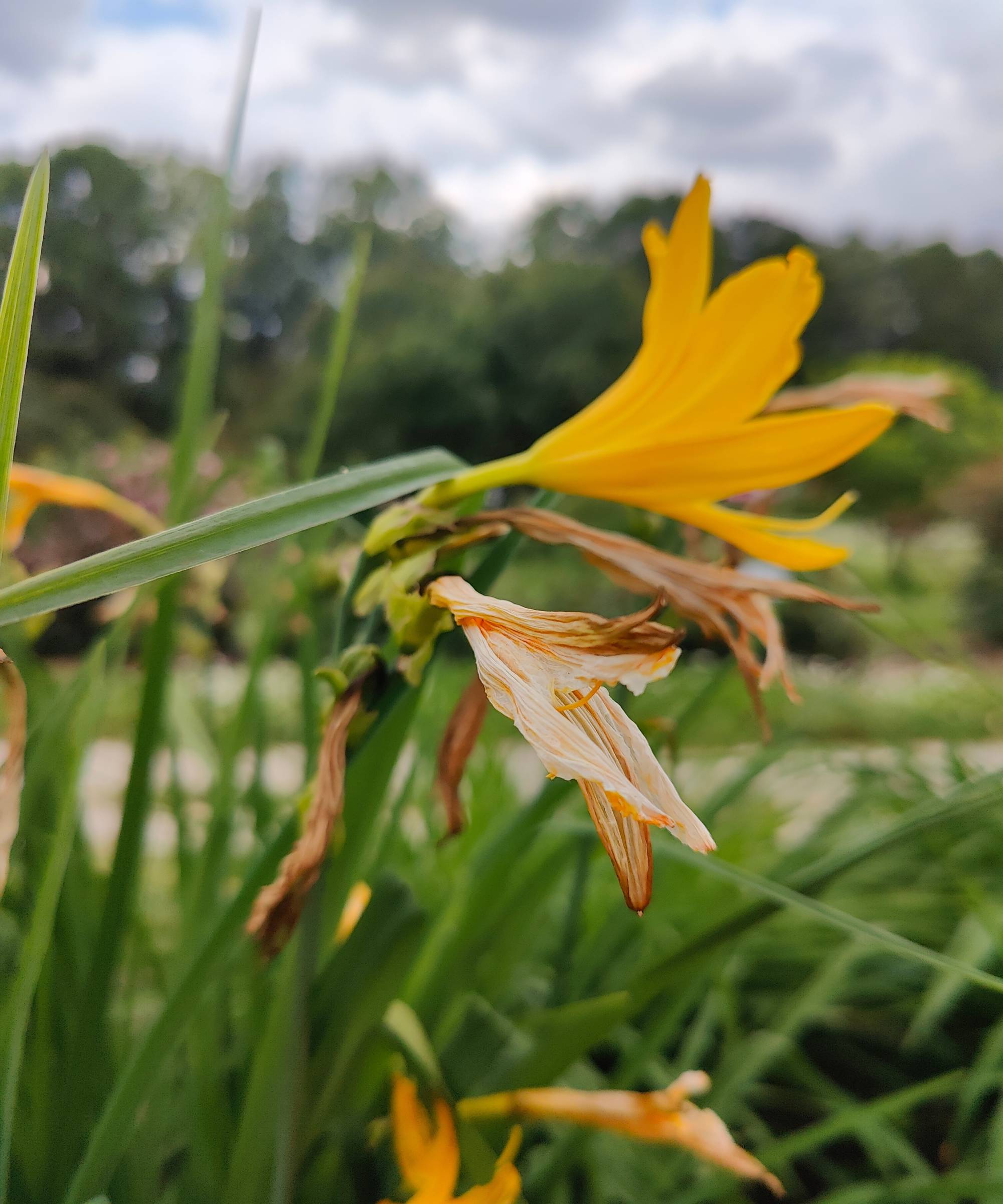 fading daylily