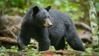 Black bear in woodland