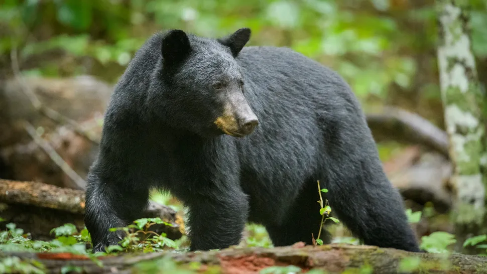 “Fleeing in panic” from charging bear, diabetic hiker spends night lost in the backcountry