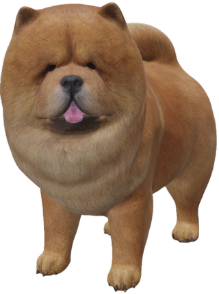 Chow Chow